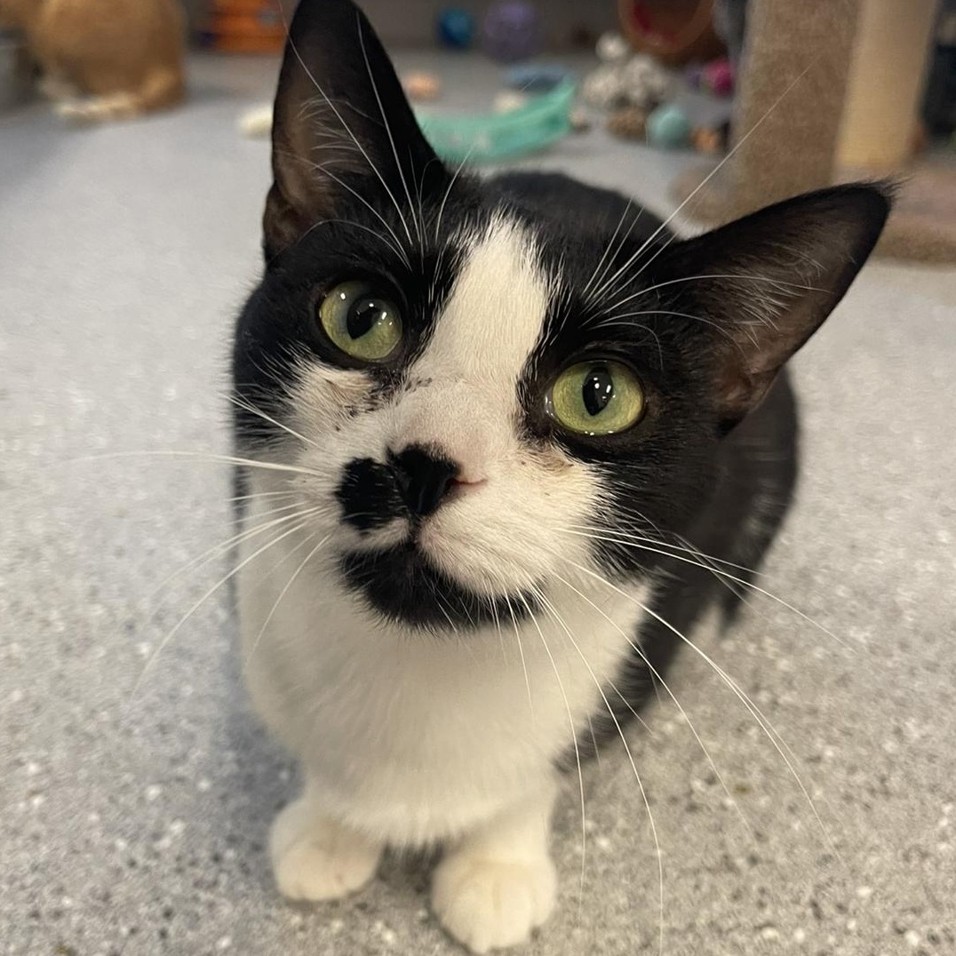 Enlarge Orchid, an adopted Tuxedo in Indiana, PA image 1/4