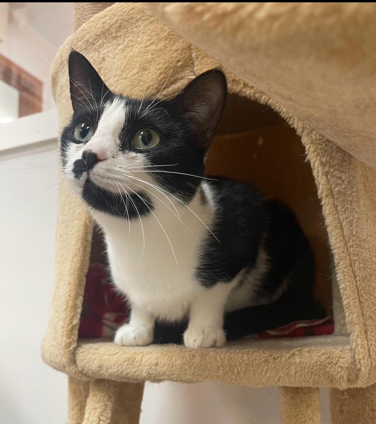 Enlarge Orchid, an adopted Tuxedo in Indiana, PA image 3/4