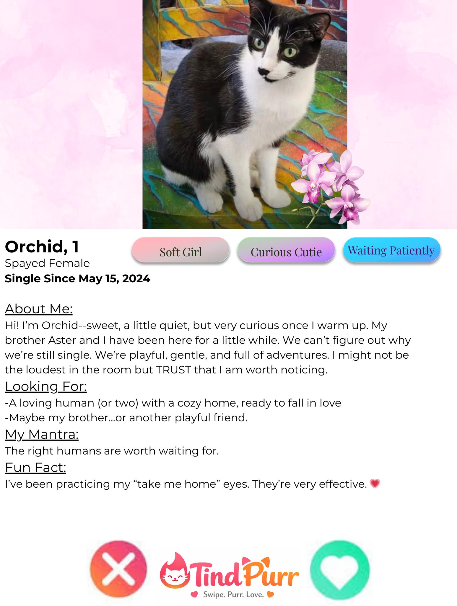 Enlarge Orchid, an adopted Tuxedo in Indiana, PA image 2/4