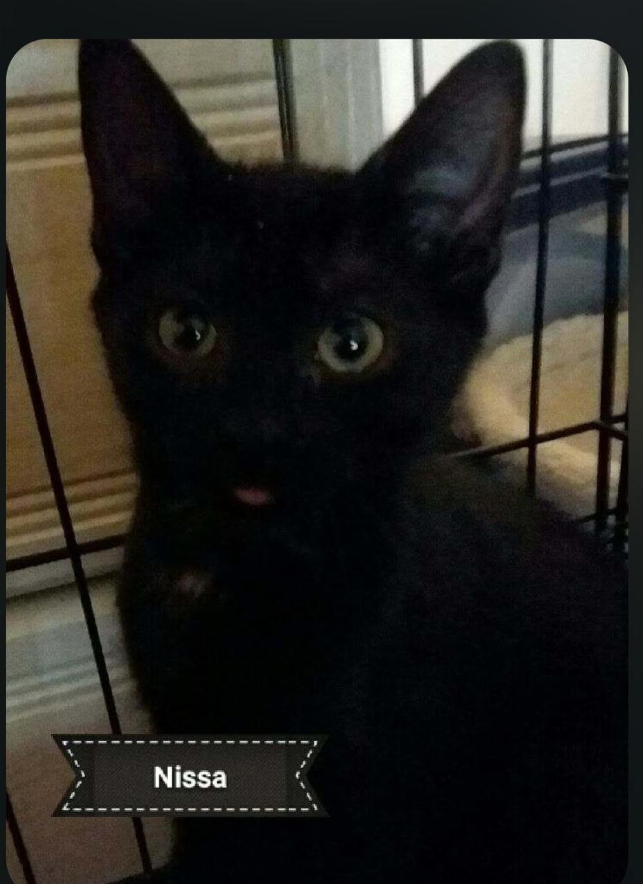 Nissa, adopted, Kitten Female Japanese Bobtail & Domestic Short Hair.