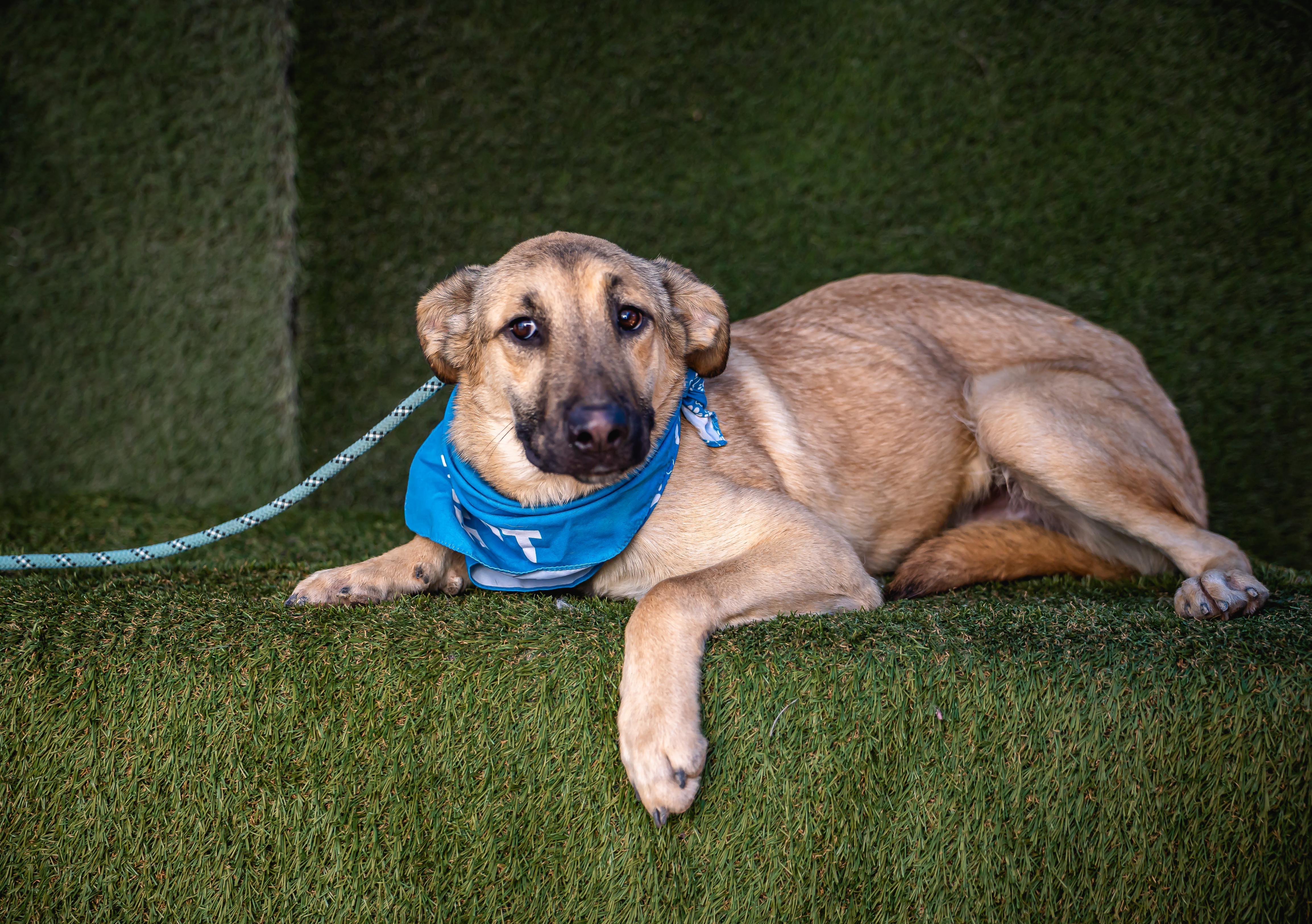 Cowboy, a Adoptable mixed breed in lebanon, OR image 2/5