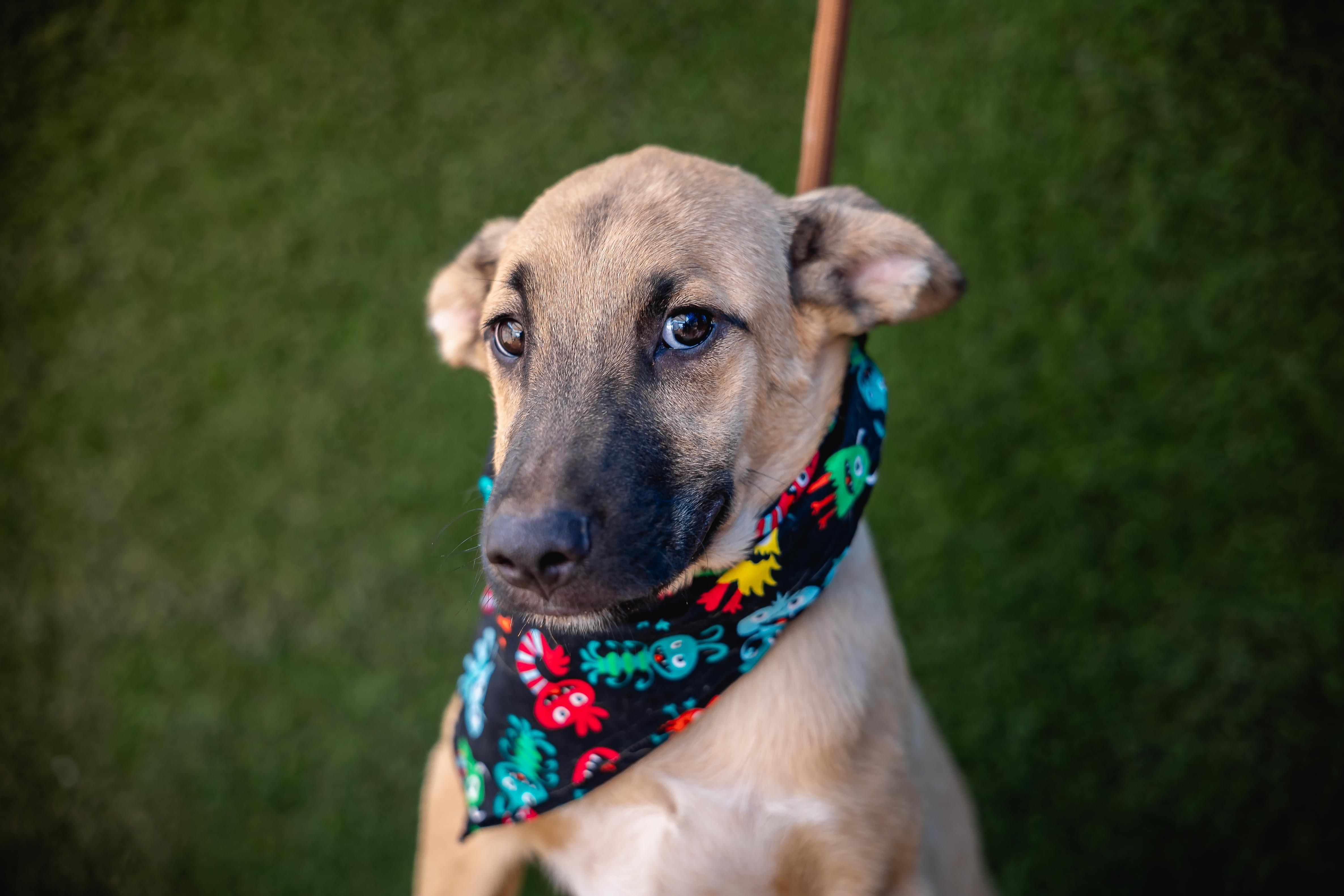 Cowboy, Adoptable, Young Female German Shepherd Dog & Black Mouth Cur.