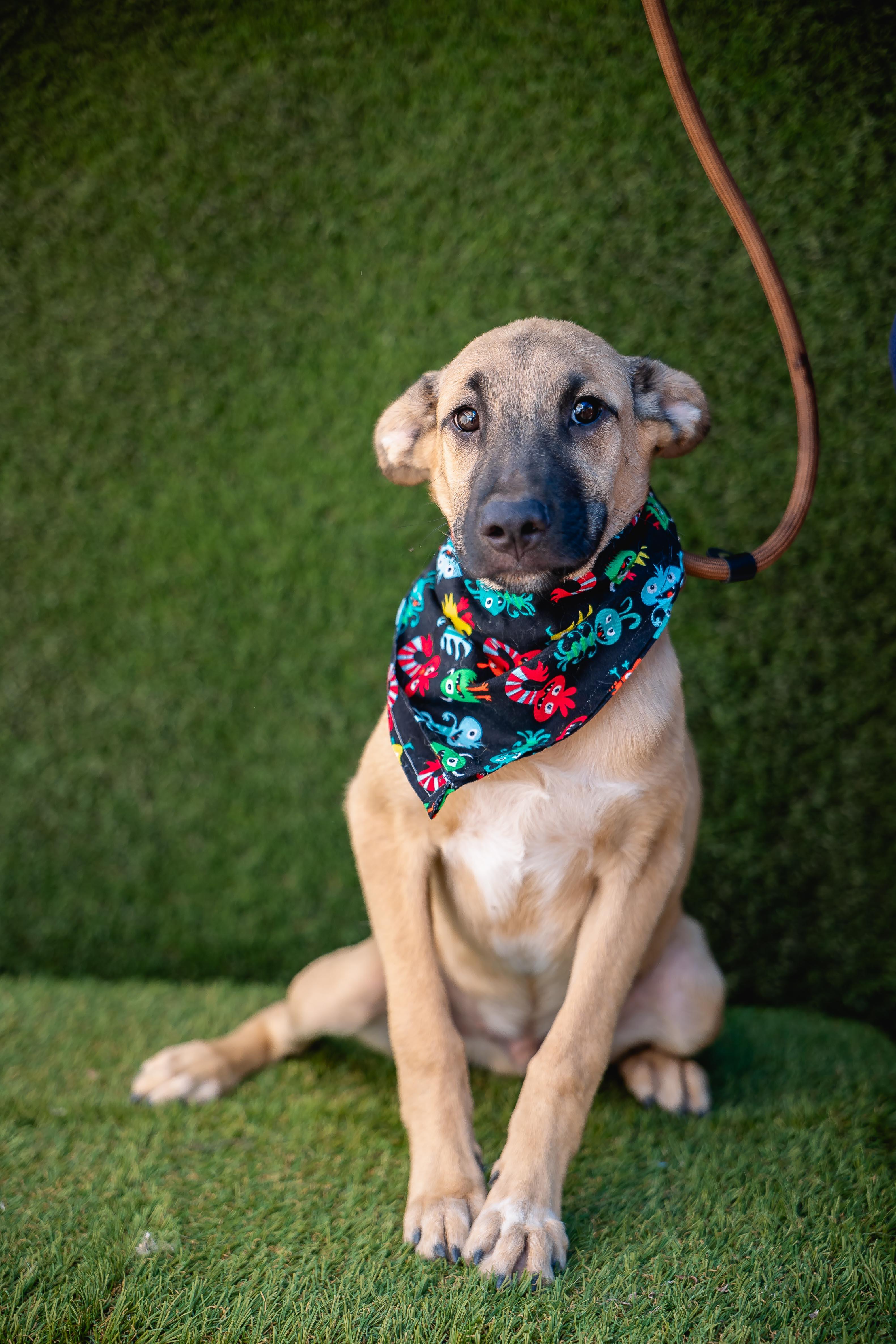Cowboy, a Adoptable mixed breed in lebanon, OR image 5/5