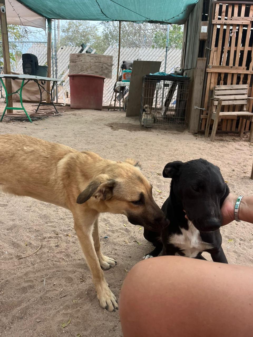 Cowboy, a Adoptable mixed breed in lebanon, OR image 4/5