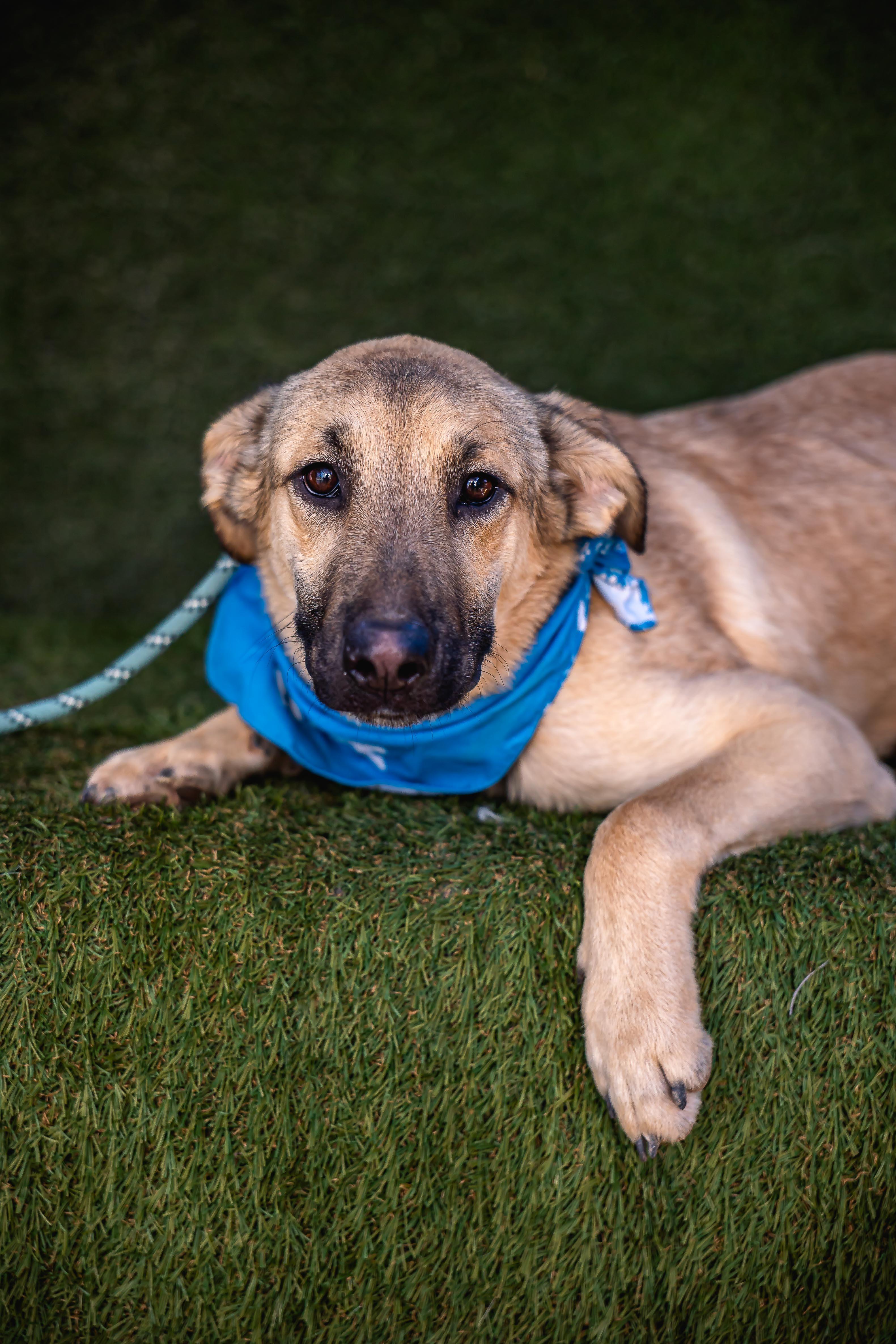 Cowboy, a Adoptable mixed breed in lebanon, OR image 3/5