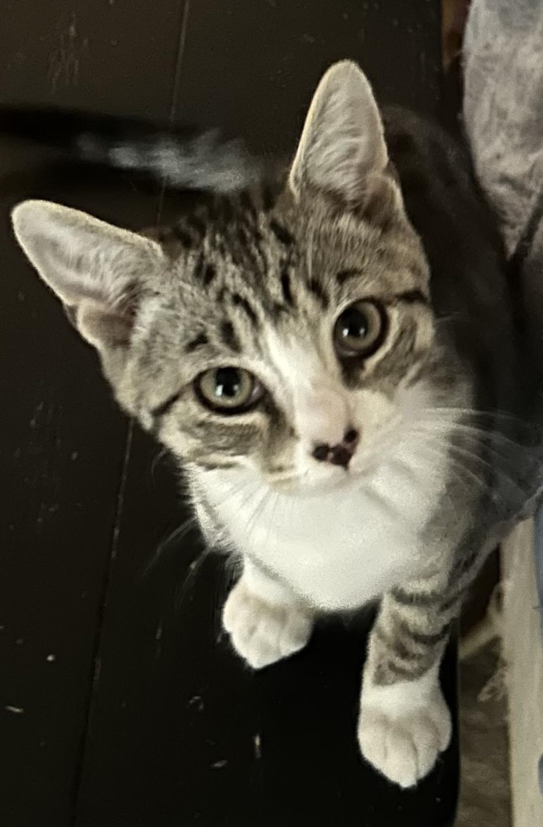 Hogan, ADOPTABLE, Kitten Male Domestic Short Hair.
