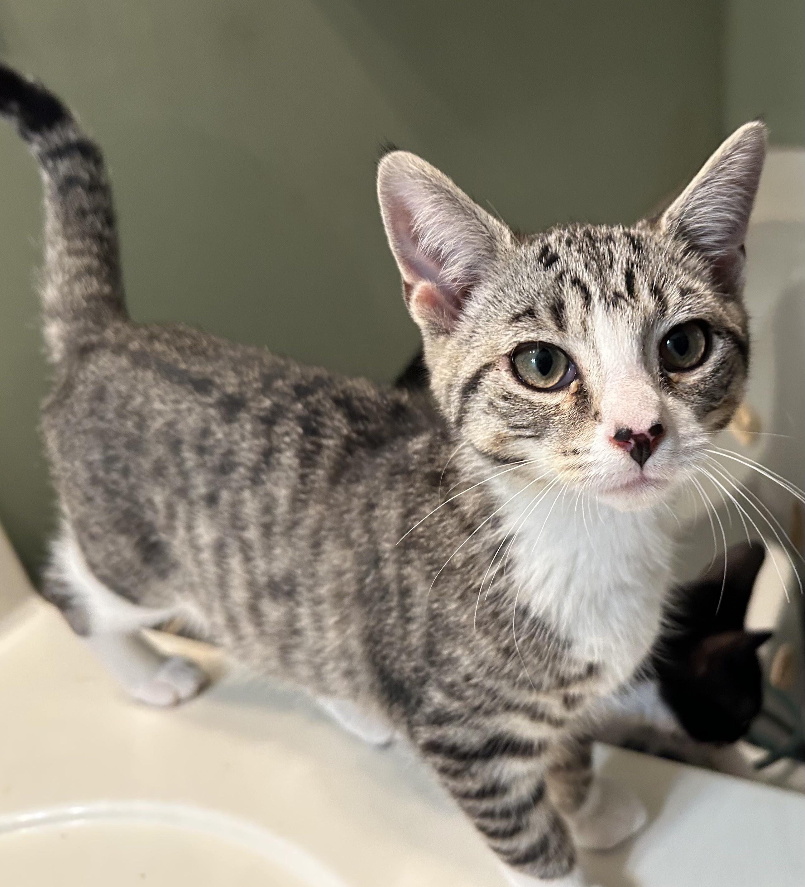 Enlarge Hogan, a ADOPTABLE Domestic Short Hair in Smithfield, NC image 2/2
