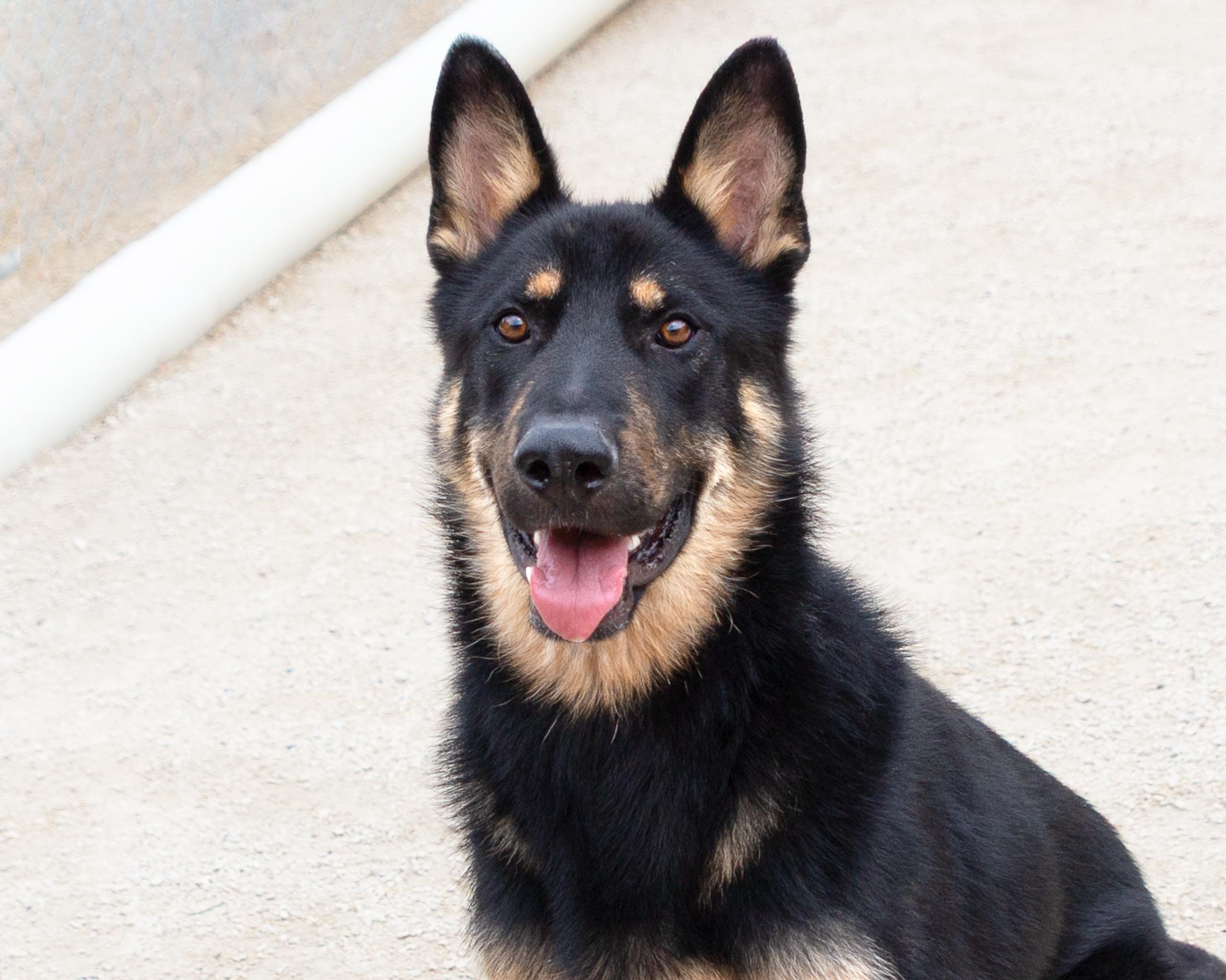 How Old to Adopt a Dog: Essential Age Tips for Perfect Pets