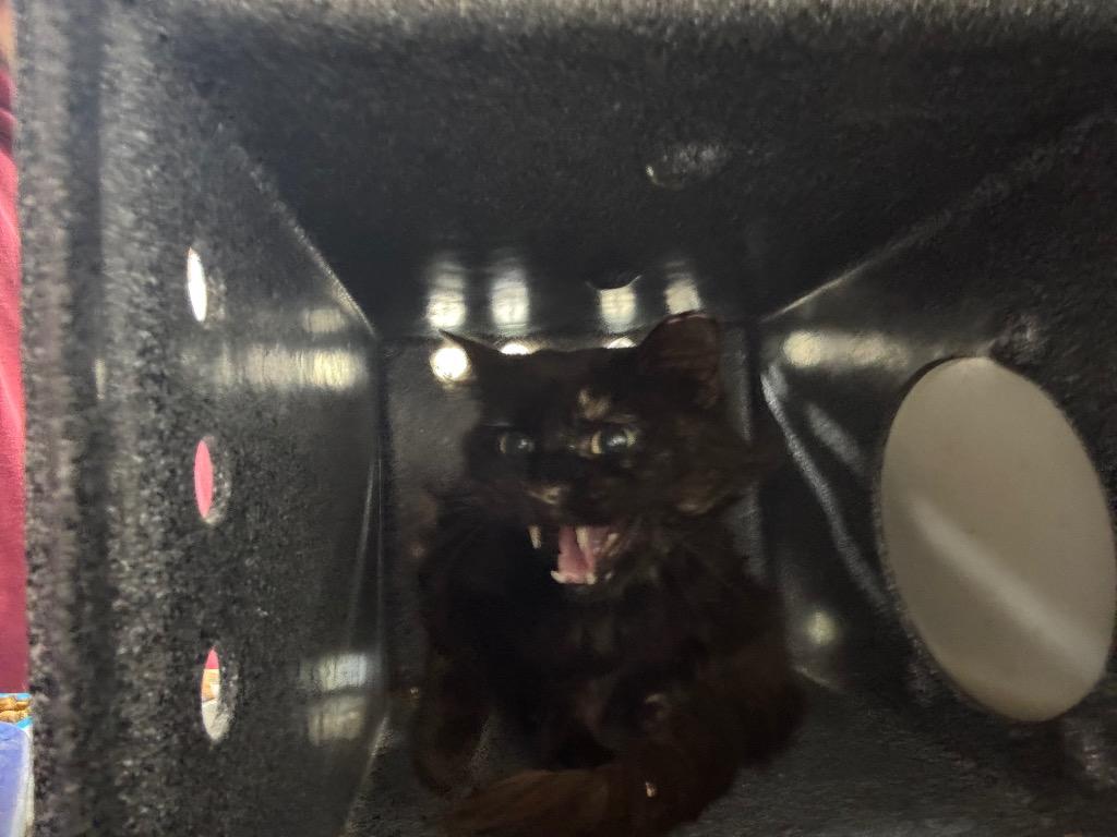 Enlarge Yorczyk Feral, a Adoptable mixed breed in Danielsville, GA image 1/1