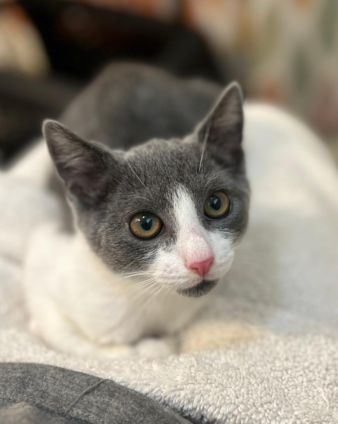 Louie, a Adoptable Domestic Short Hair in Sayreville, NJ image 2/2