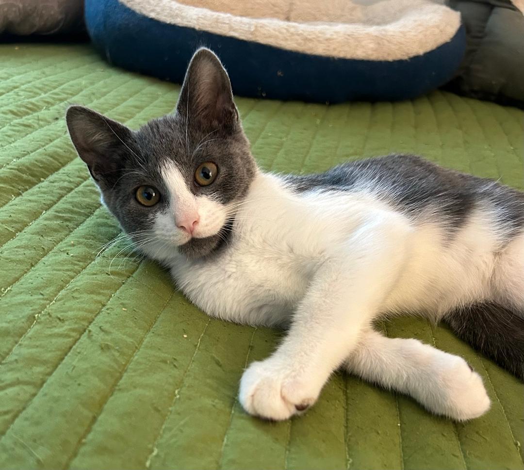 Louie, a Adoptable Domestic Short Hair in Sayreville, NJ image 1/2