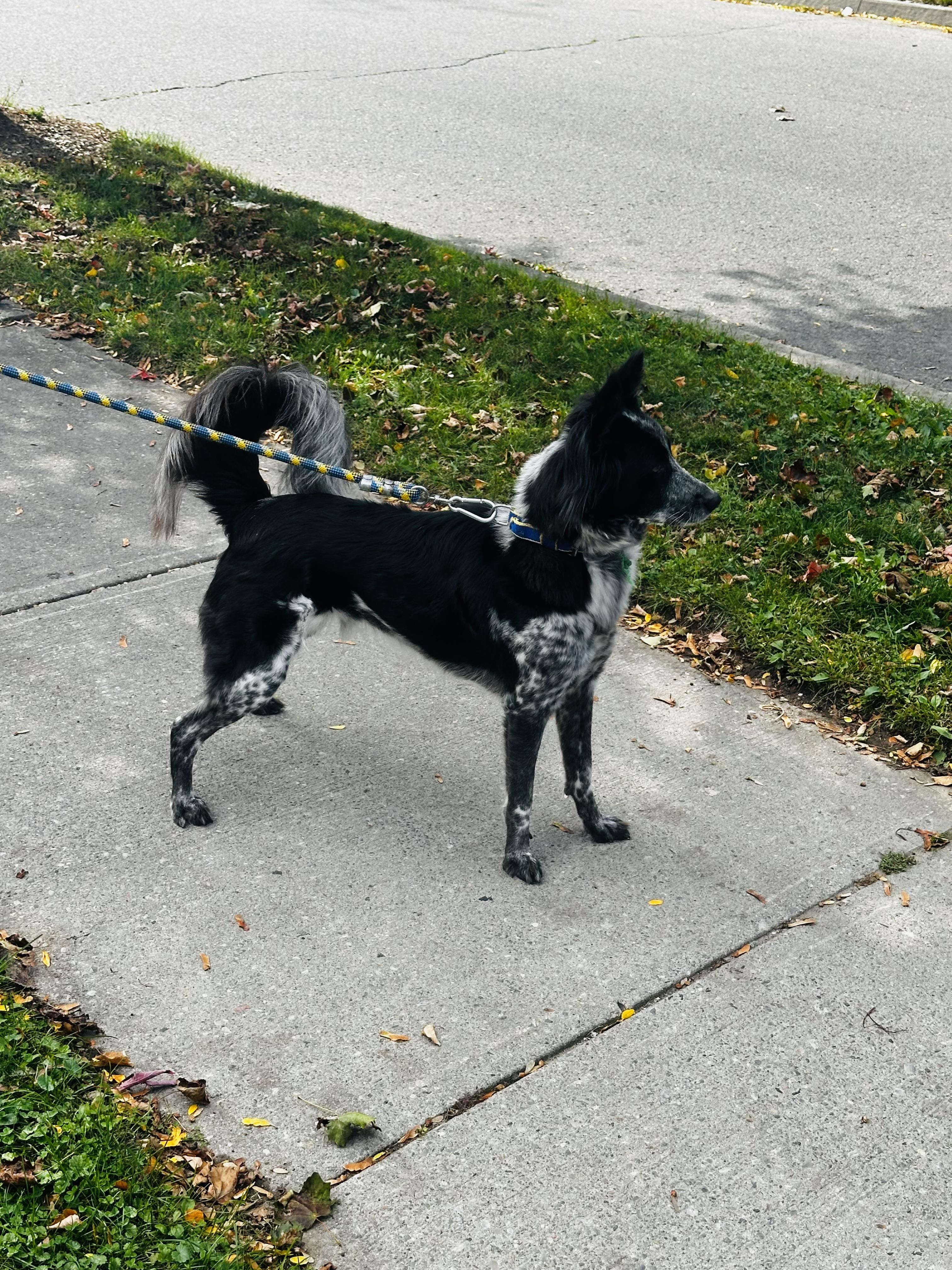 Jogi, Adoptable, Young Female Mixed Breed.