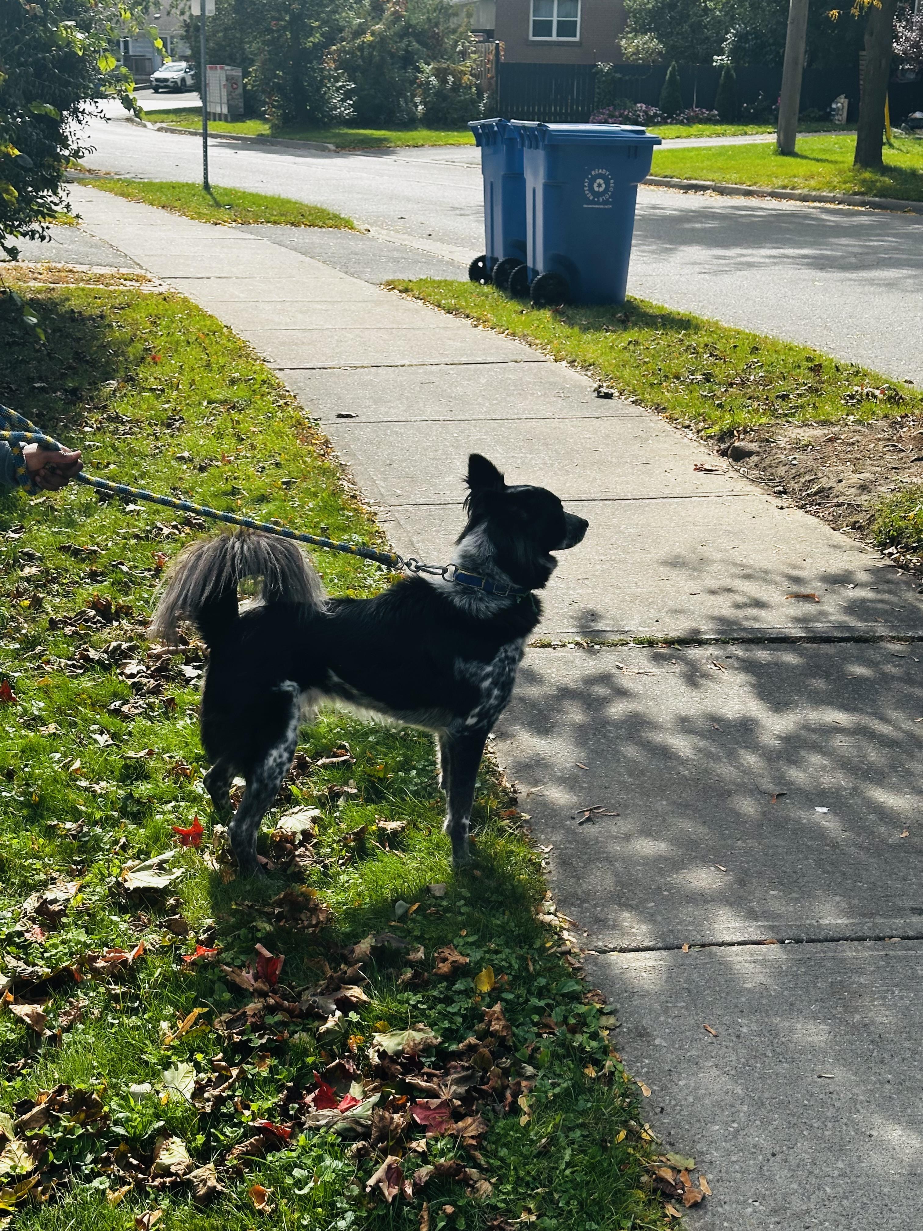 Enlarge Jogi, a Adoptable Mixed Breed in Markham, ON image 2/3