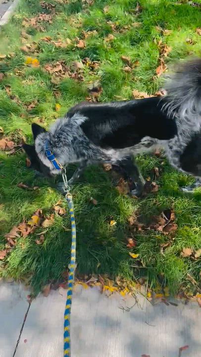 Enlarge Jogi, a Adoptable Mixed Breed in Markham, ON video 3/3