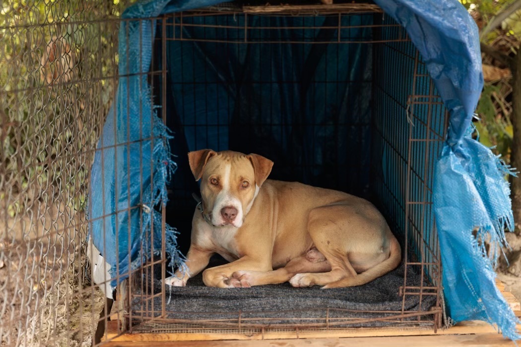 Hero, Adult Male Pit Bull Terrier