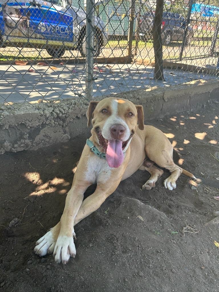 Hero, a Adoptable mixed breed in Port Chester, NY image 2/2