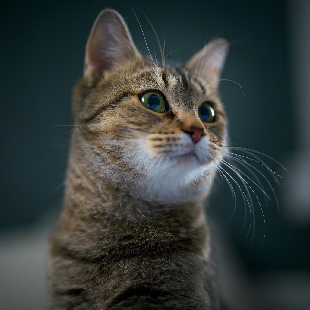 Enlarge Ellie C65520, a Adoptable Domestic Short Hair in Minnetonka, MN image 1/6