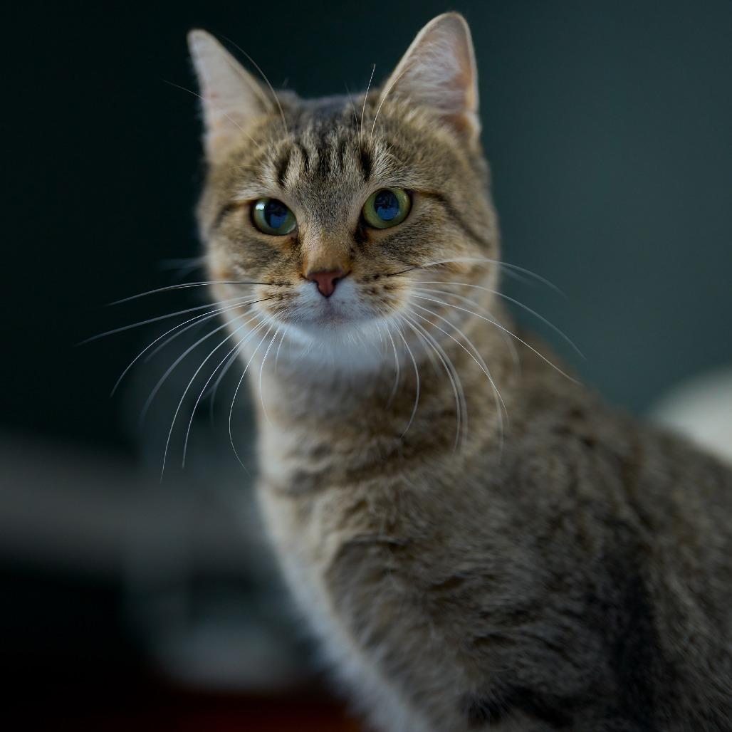 Enlarge Ellie C65520, a Adoptable Domestic Short Hair in Minnetonka, MN image 2/6