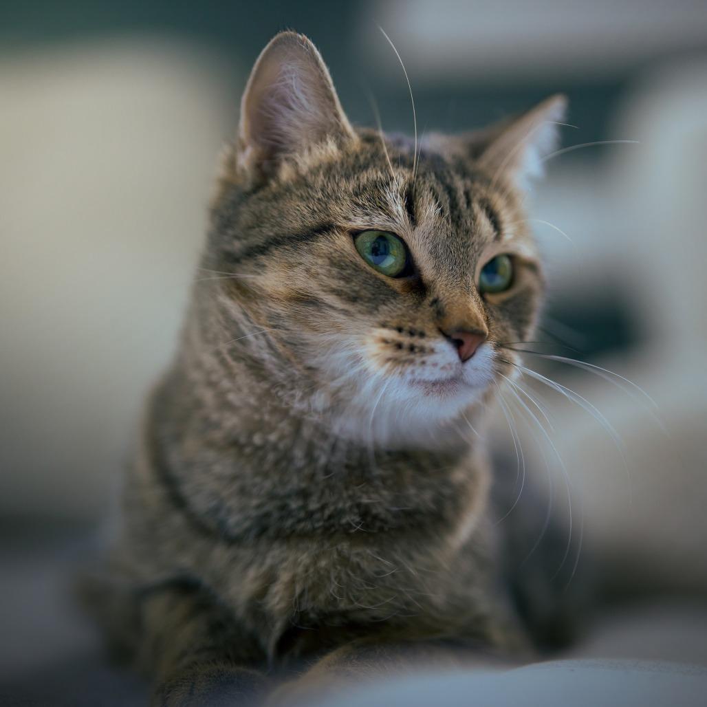 Enlarge Ellie C65520, a Adoptable Domestic Short Hair in Minnetonka, MN image 3/6