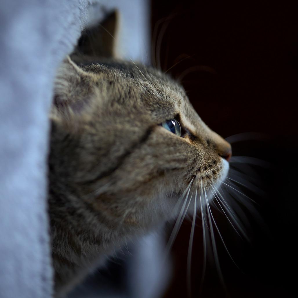 Enlarge Ellie C65520, a Adoptable Domestic Short Hair in Minnetonka, MN image 4/6