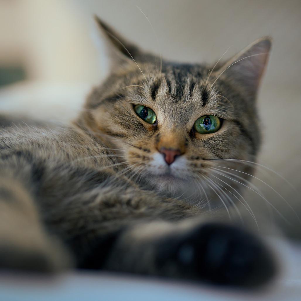 Enlarge Ellie C65520, a Adoptable Domestic Short Hair in Minnetonka, MN image 5/6