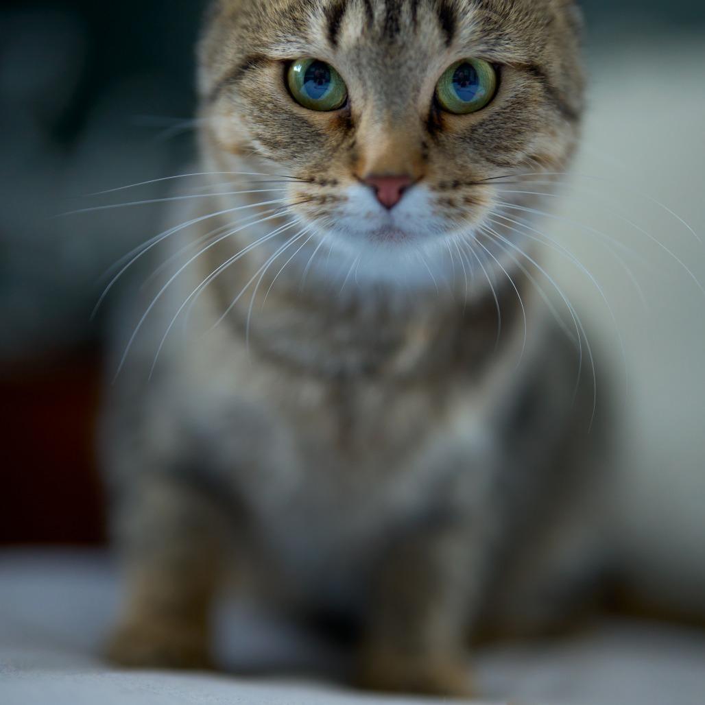 Enlarge Ellie C65520, a Adoptable Domestic Short Hair in Minnetonka, MN image 6/6