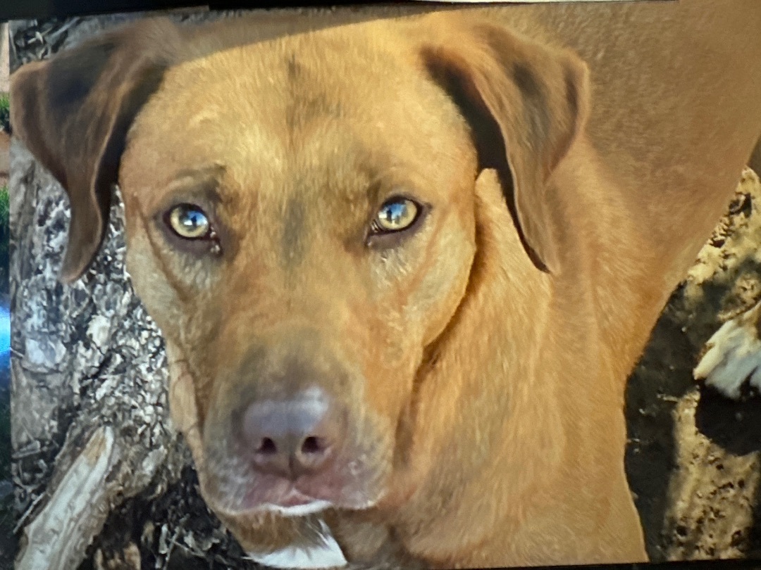 Enlarge RED GIRL, a Adoptable Mountain Cur in Shawnee, OK image 1/1
