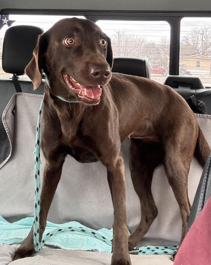 Kulolo, Adoptable, Adult Female Labrador Retriever.