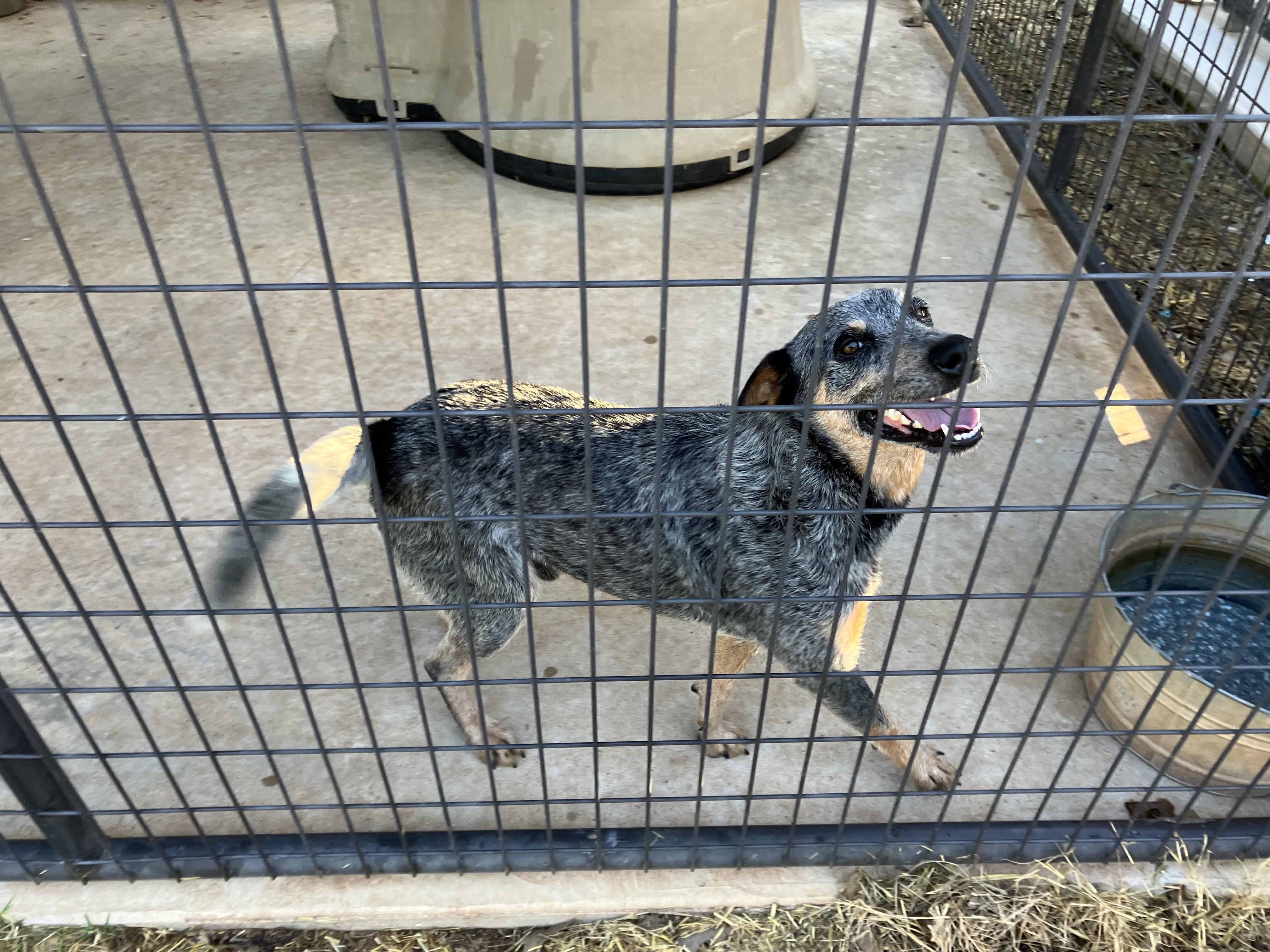 Denim, Adopted, Young Male Australian Cattle Dog / Blue Heeler.
