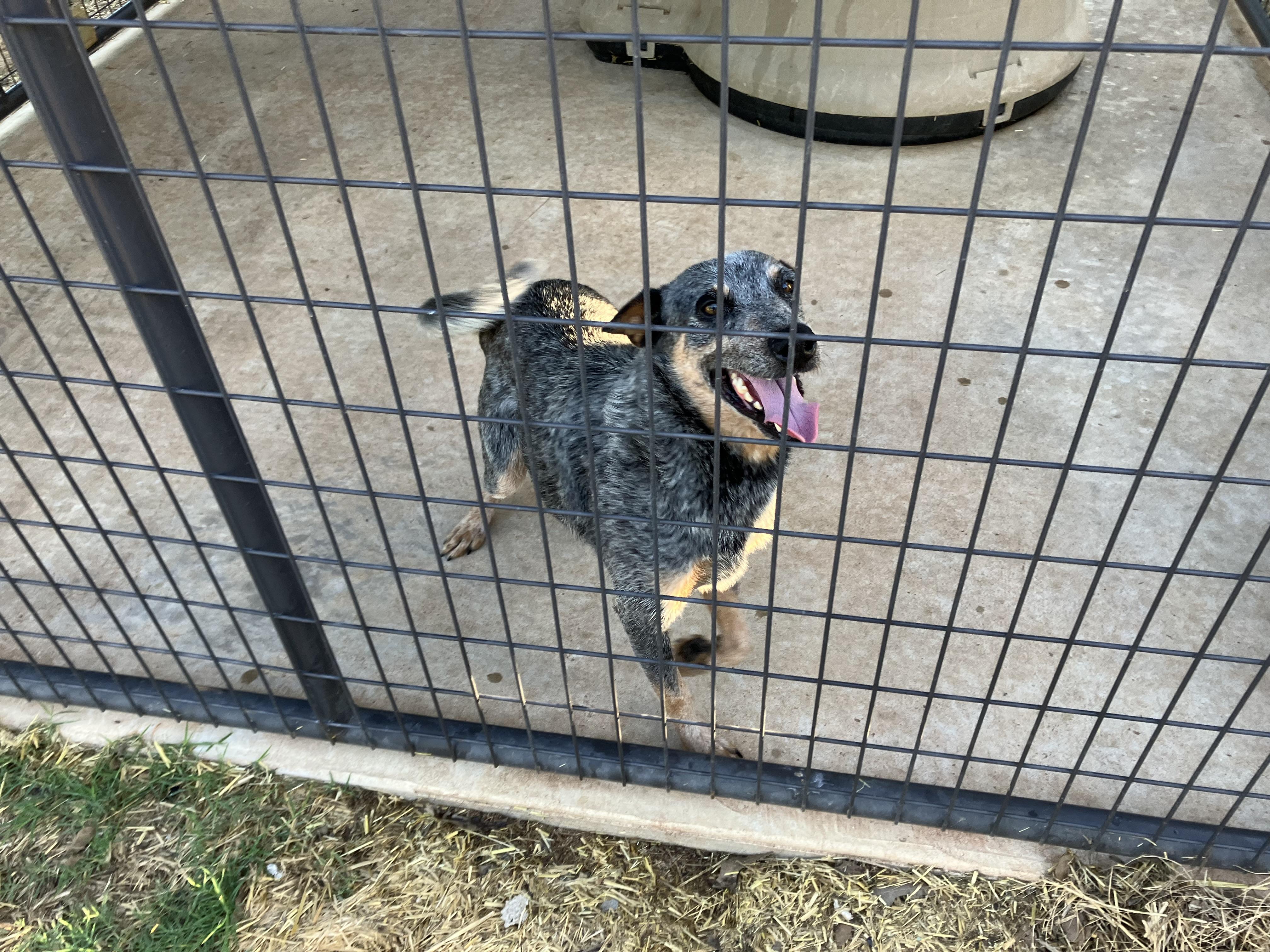 Denim, a Adopted Australian Cattle Dog / Blue Heeler in Nocona, TX image 2/2