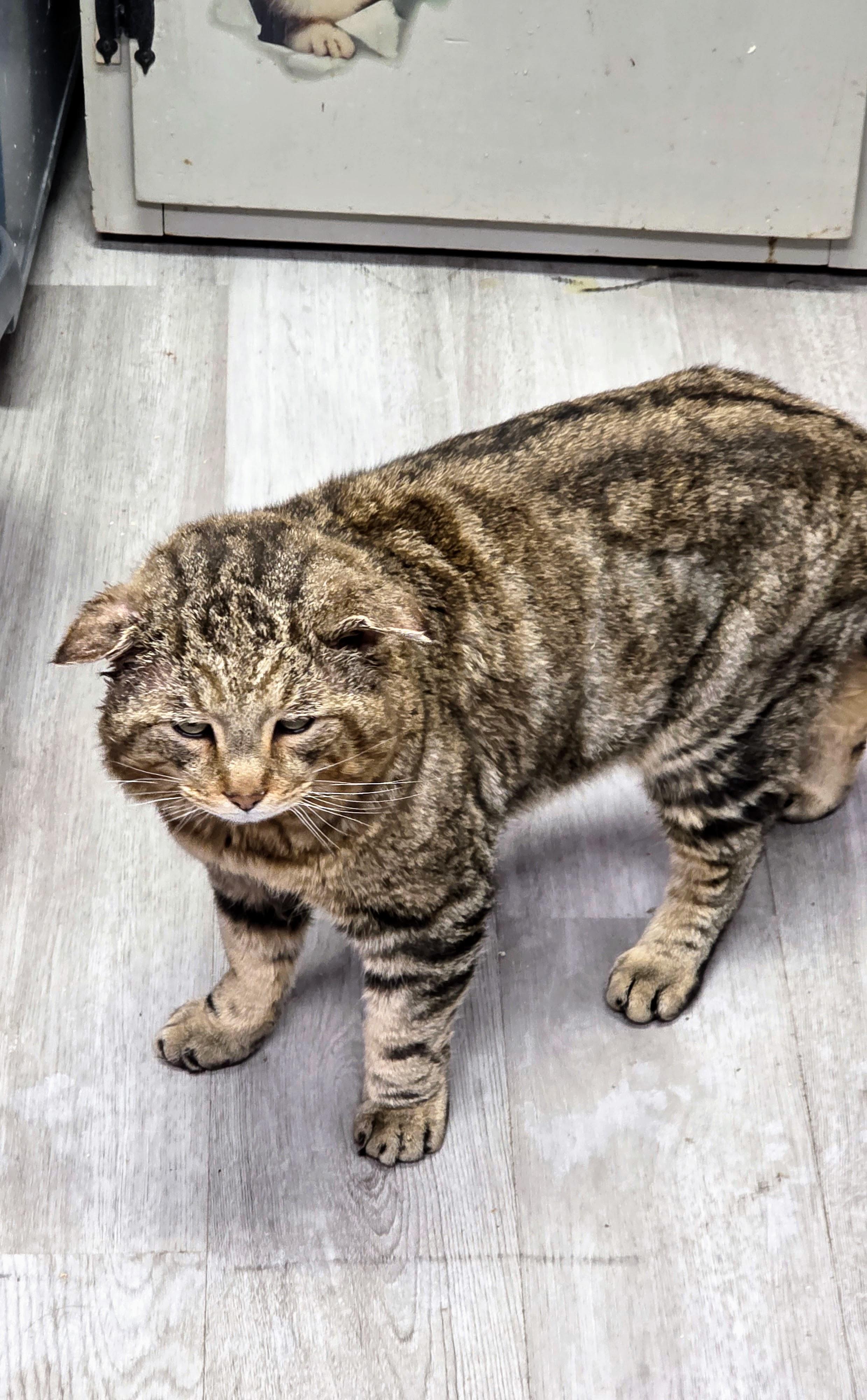Enlarge Dobby the HouseCat, a ADOPTABLE Domestic Short Hair in Greensburg, PA image 2/2