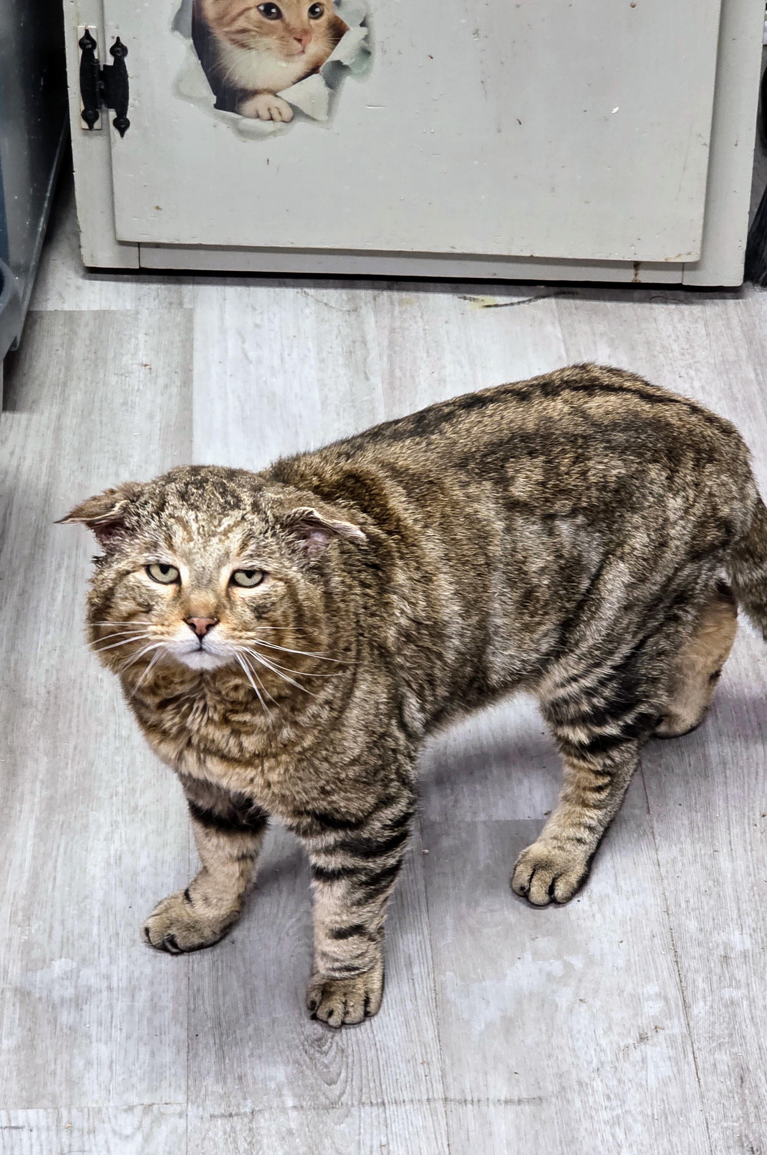 Enlarge Dobby the HouseCat, a ADOPTABLE Domestic Short Hair in Greensburg, PA image 1/2