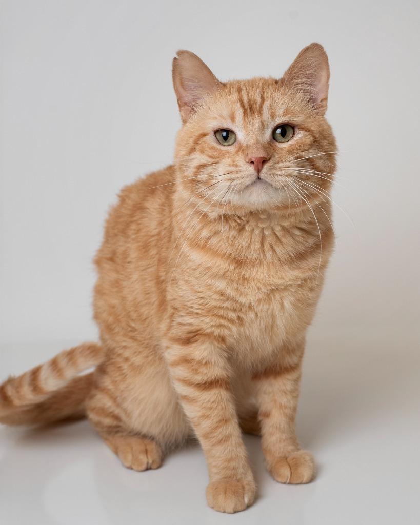 Baby Cheeks, Adopted, Young Male Domestic Short Hair.