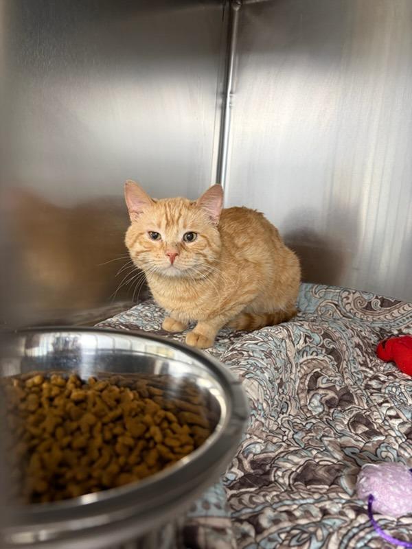 Enlarge Baby Cheeks, a Adopted mixed breed in Boone, IA image 2/2