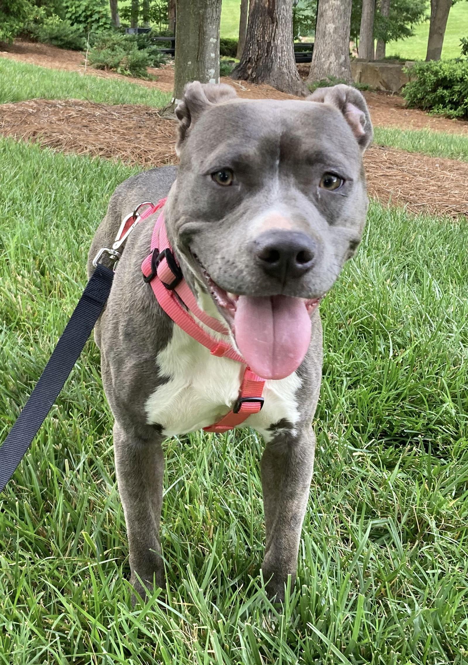 Lemon, Adopted, Adult Female Pit Bull Terrier.