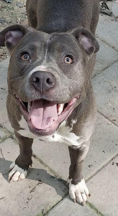 Lemon, a Adopted Pit Bull Terrier in Charlotte, NC image 2/3