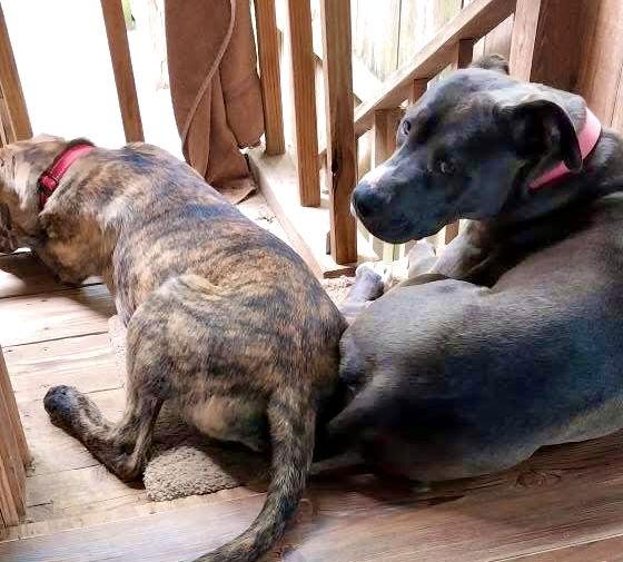 Lemon, a Adopted Pit Bull Terrier in Charlotte, NC image 3/3