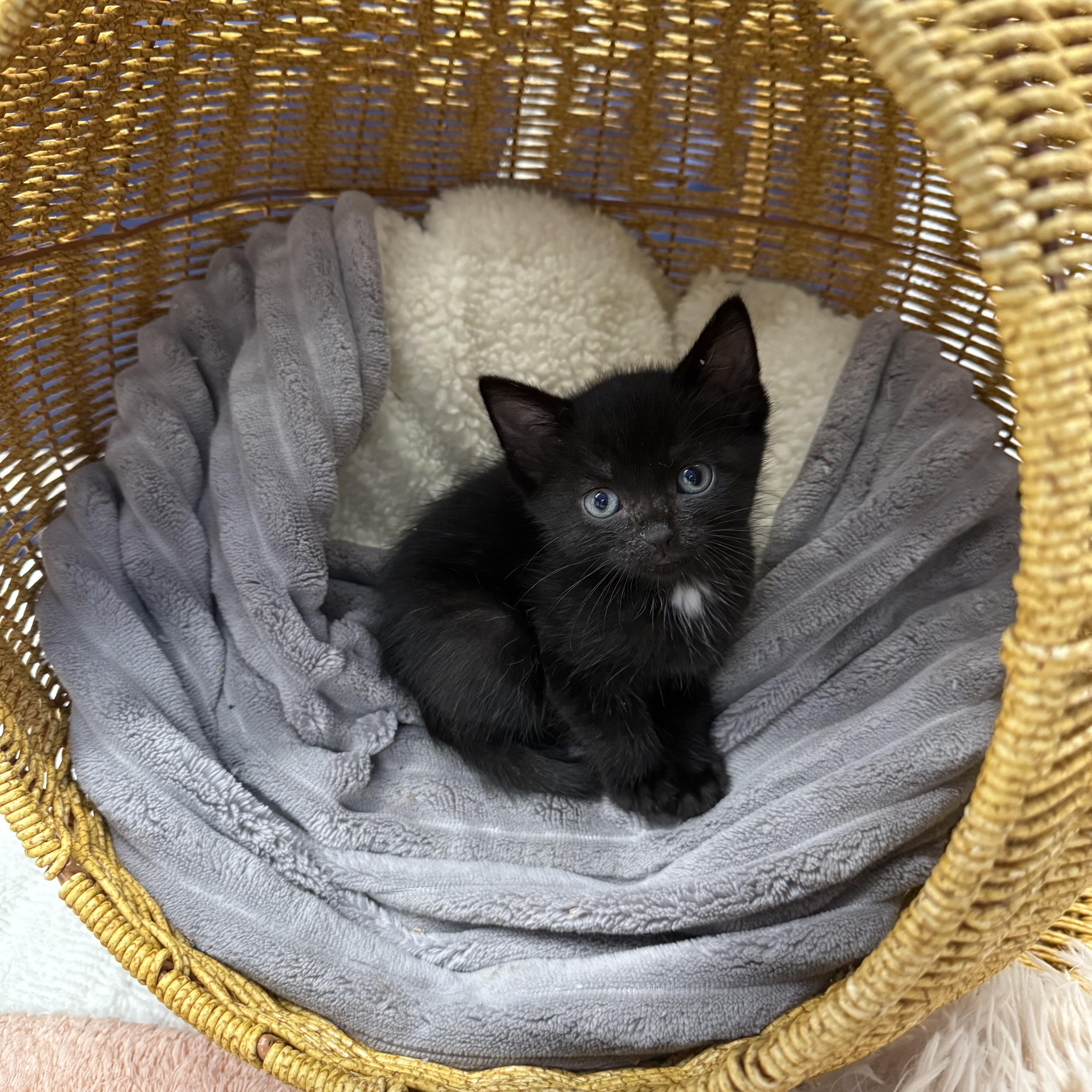 Sabrina, Adopted, Kitten Female Domestic Short Hair.