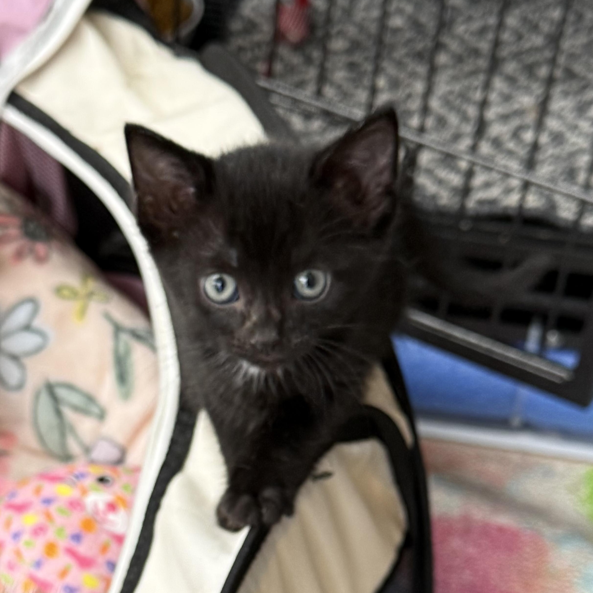 Enlarge Sabrina, a Adopted Domestic Short Hair in Lebanon, KY image 2/3