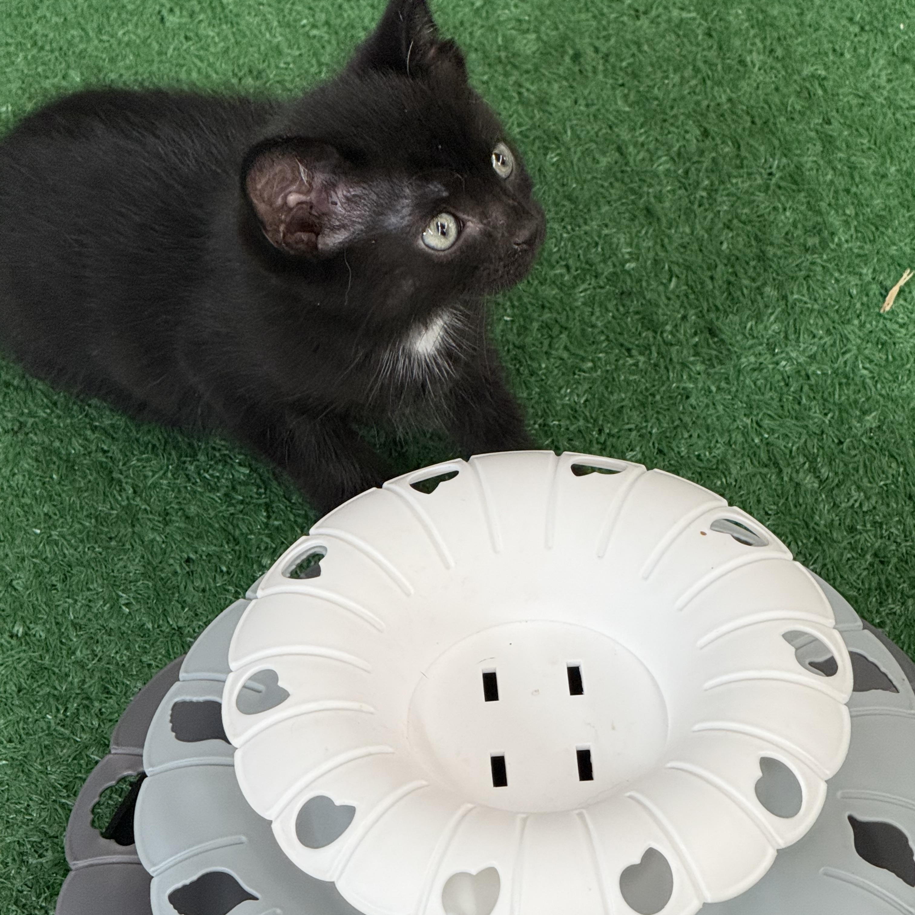 Enlarge Sabrina, a Adopted Domestic Short Hair in Lebanon, KY image 3/3