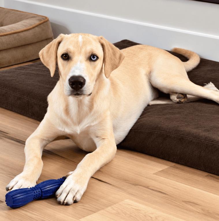 Sully, Adoptable, Young Male Great Dane & Labrador Retriever.