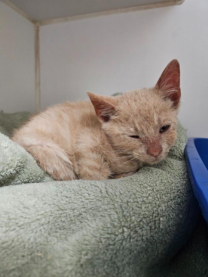 Tanqueray, Adoptable, Kitten Male Domestic Short Hair.