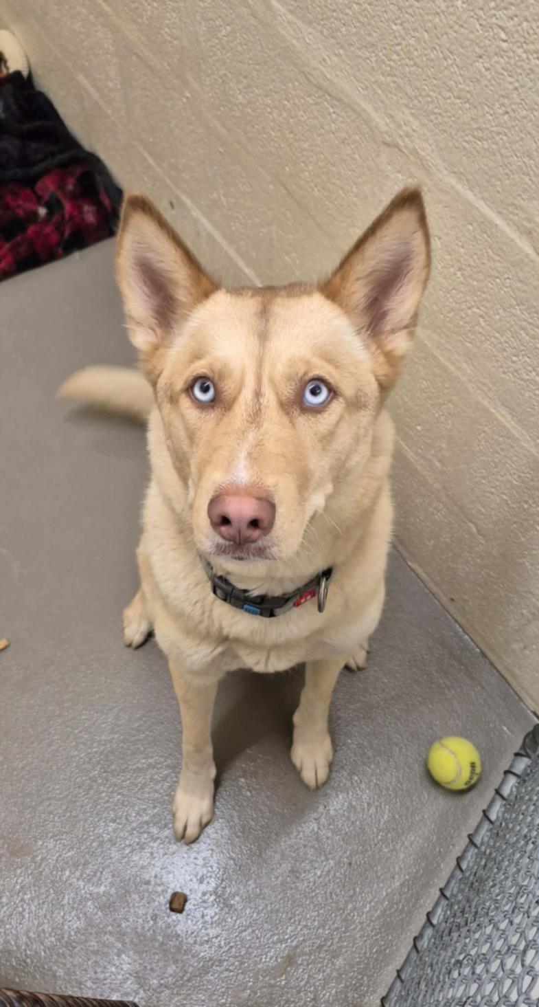 CROUTON, Adoptable, Young Female Siberian Husky & Mixed Breed.