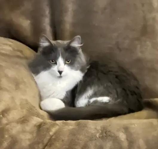 Enlarge Dodger, an adoptable Domestic Medium Hair in Reeseville, WI image 1/1