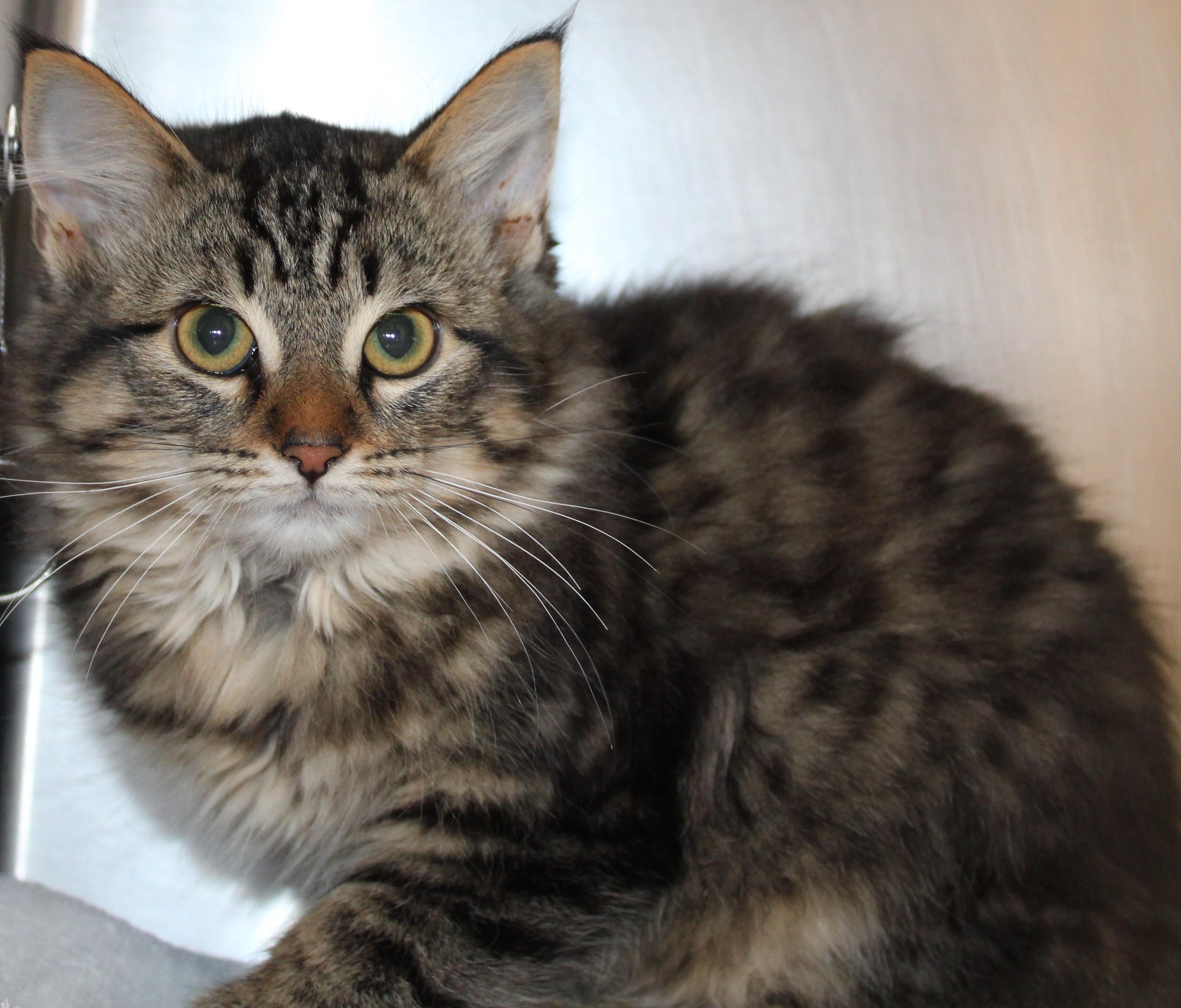 Enlarge Marjorie, an adopted Domestic Medium Hair in Mississauga, ON image 1/1