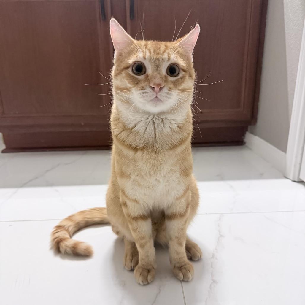 Marino, adopted, Young Male Domestic Short Hair.