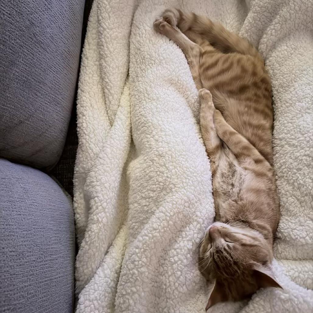 Enlarge Marino, a ADOPTABLE Domestic Short Hair in Houston, TX image 3/4