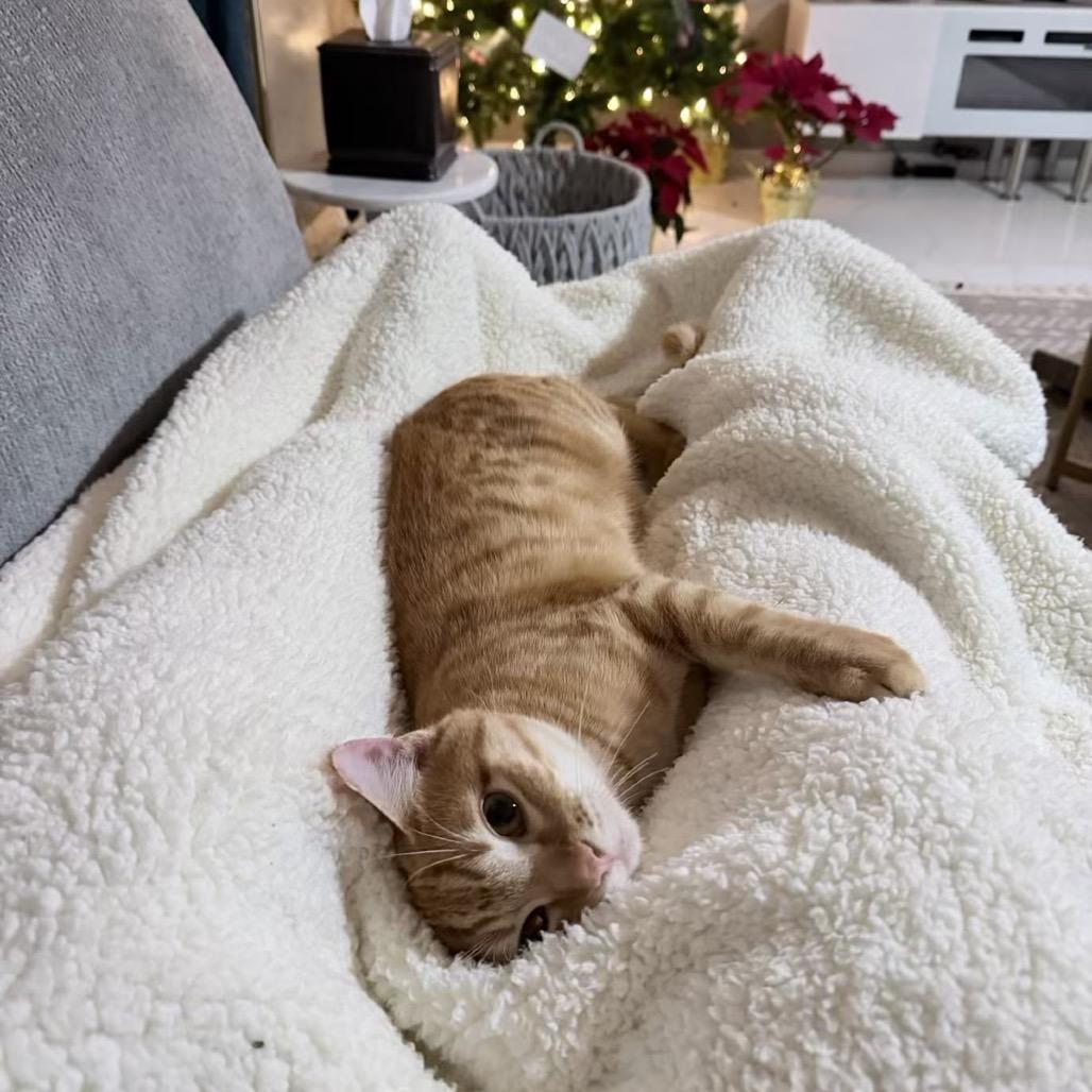 Enlarge Marino, a ADOPTABLE Domestic Short Hair in Houston, TX image 4/4