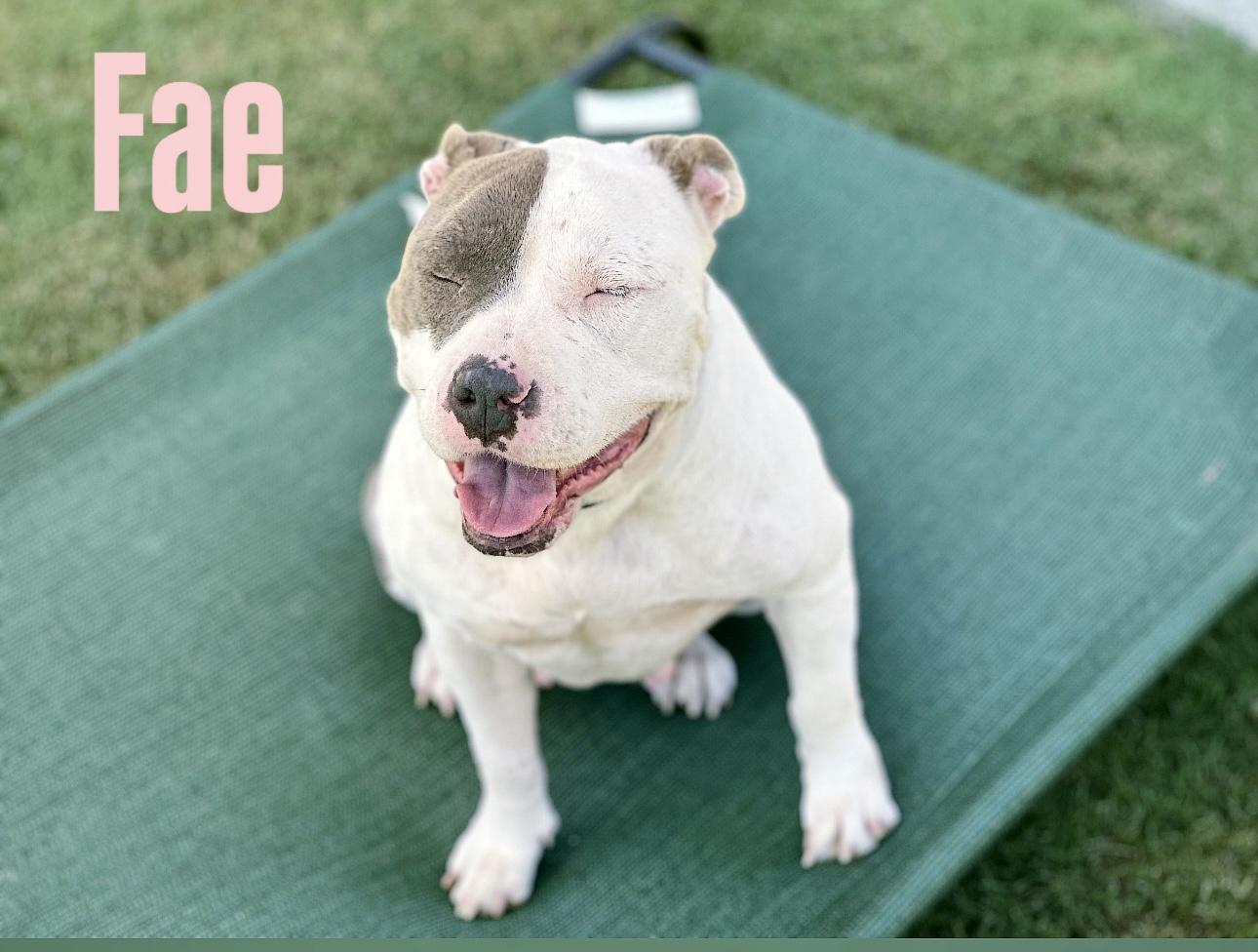 Fae, Adoptable, Adult Female American Staffordshire Terrier & Pit Bull Terrier.