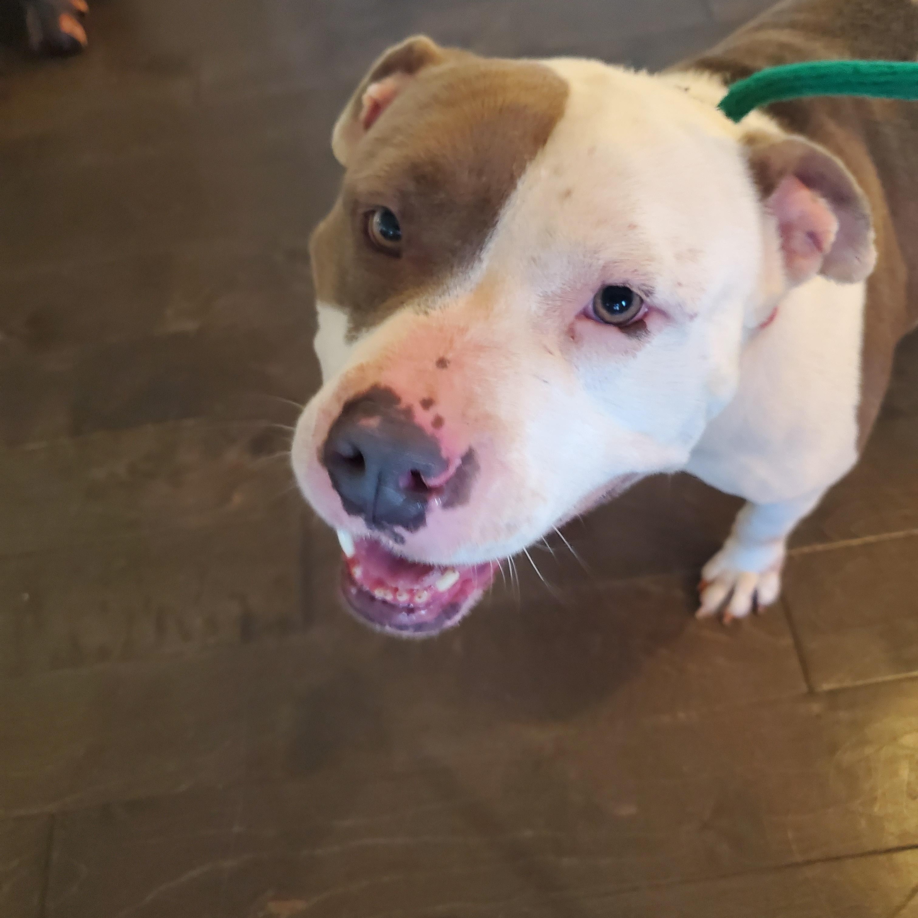 Fae, Adoptable, Adult Female American Staffordshire Terrier & Pit Bull Terrier.